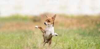 Köpeklerde Böcek Isırıkları – Kaşıntılı ve Ağrılı Tepkileri Nasıl Hafifletiriz Köpeklerde Böcek Isırıkları – Kaşıntılı ve Ağrılı Tepkileri Nasıl Hafifletiriz