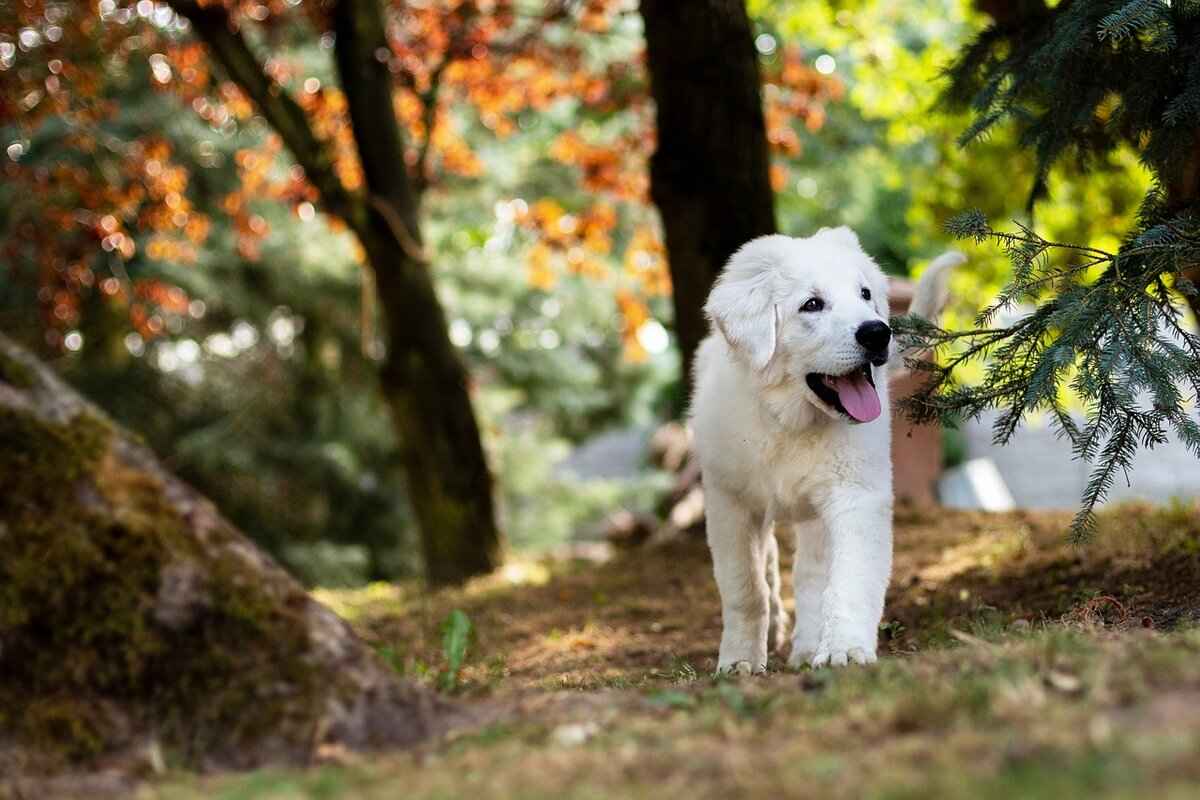 Is a Dog Bite More Dangerous Than a Cat Bite? 5 Treatment Options for Cat Bites