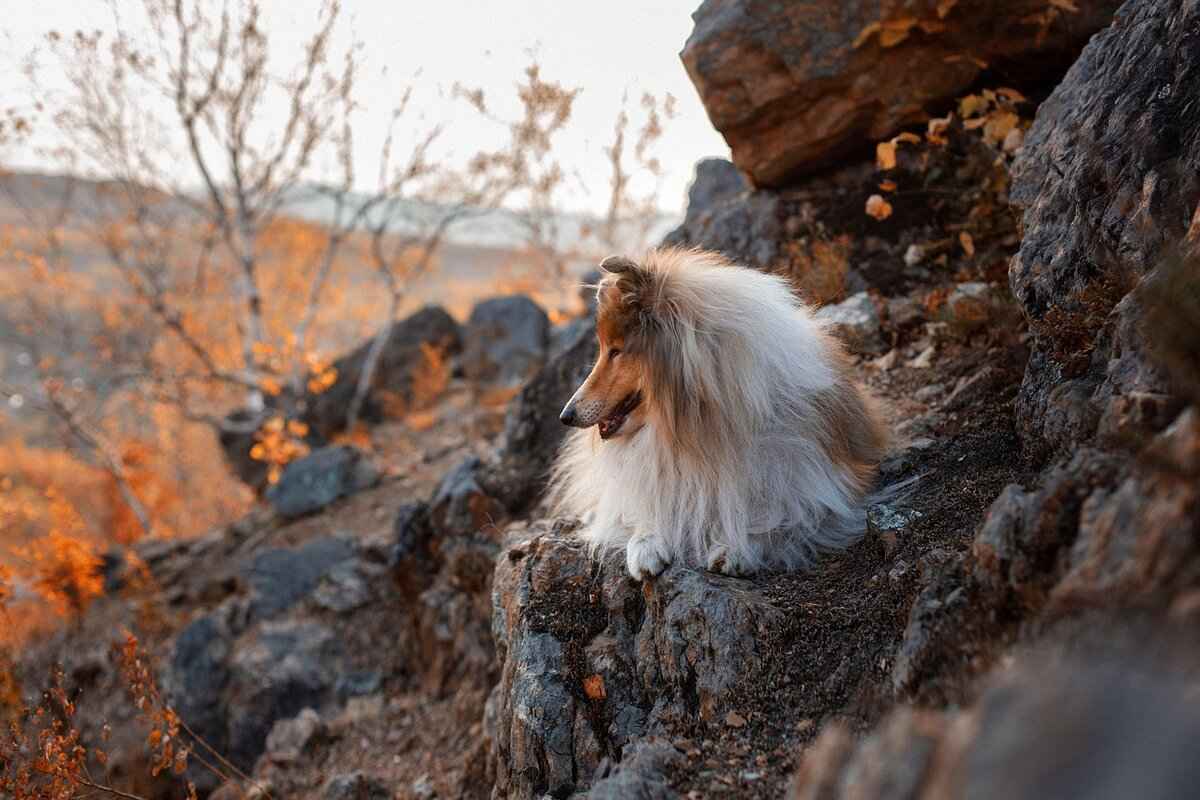Is a Dog Bite More Dangerous Than a Cat Bite? 3 The Risks of Infection