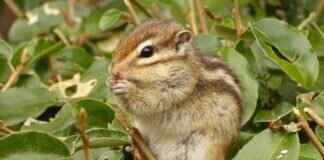 Is Paw Patrol Good for Kids? A Parent’s Guide Is Paw Patrol Good for Kids? A Parent’s Guide