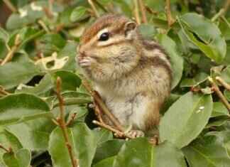 Is Paw Patrol Good for Kids? A Parent’s Guide Is Paw Patrol Good for Kids? A Parent’s Guide