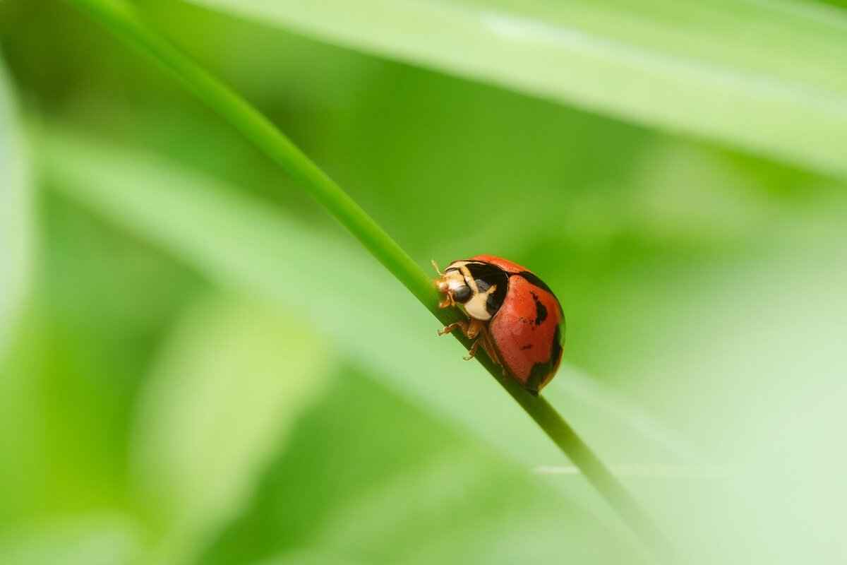 Izzy Green OnlyFans: Exclusive Content Breakdown & OnlyFans Leaks 8 Business Ventures & Future Plans