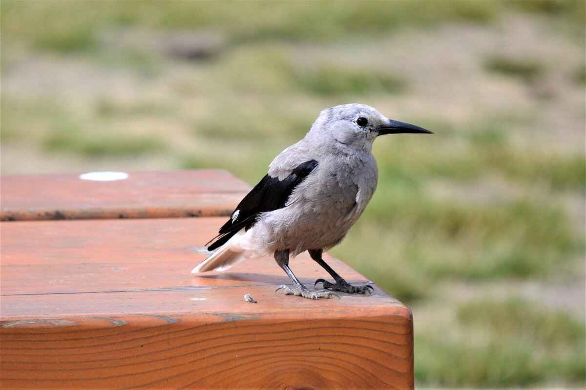 How to Find the Best Deals on Jack Daniel’s Whiskey?