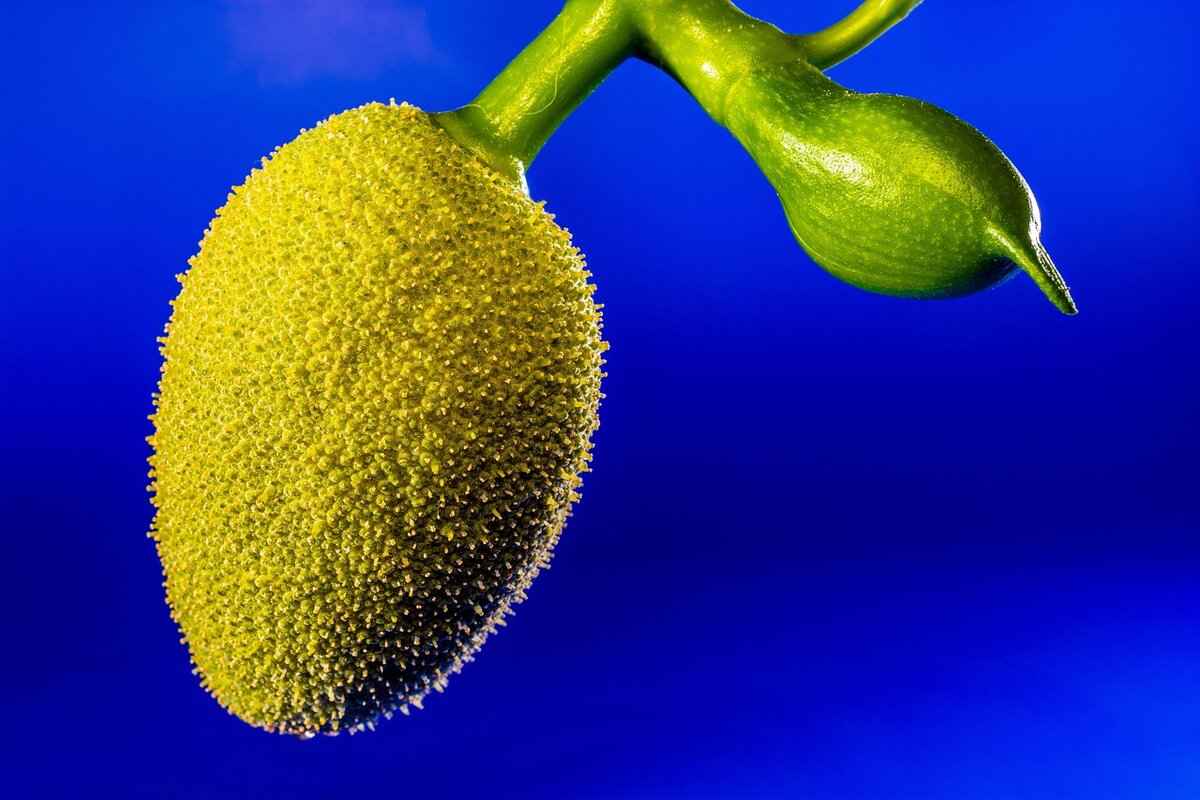 Jackfruit as a Meat Substitute in Fusion Cuisine 1 What is Jackfruit and Why is it Popular?