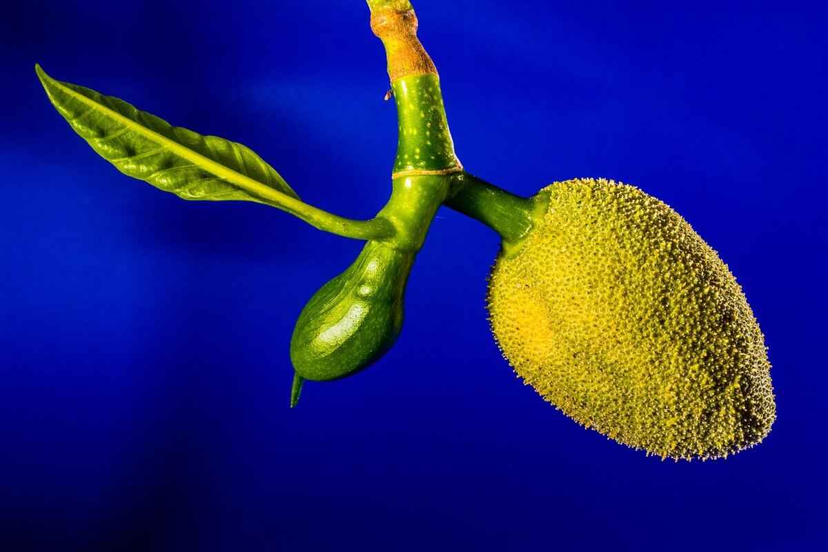 Jackfruit as a Meat Substitute in Fusion Cuisine 4 Creative Recipes Using Jackfruit in Fusion Cuisine