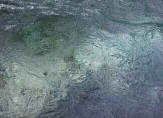 Jangmo-o Pokémon: Evolution, Best Moveset, and Competitive Strategy Jangmo-o Pokémon: Evolution, Best Moveset, and Competitive Strategy