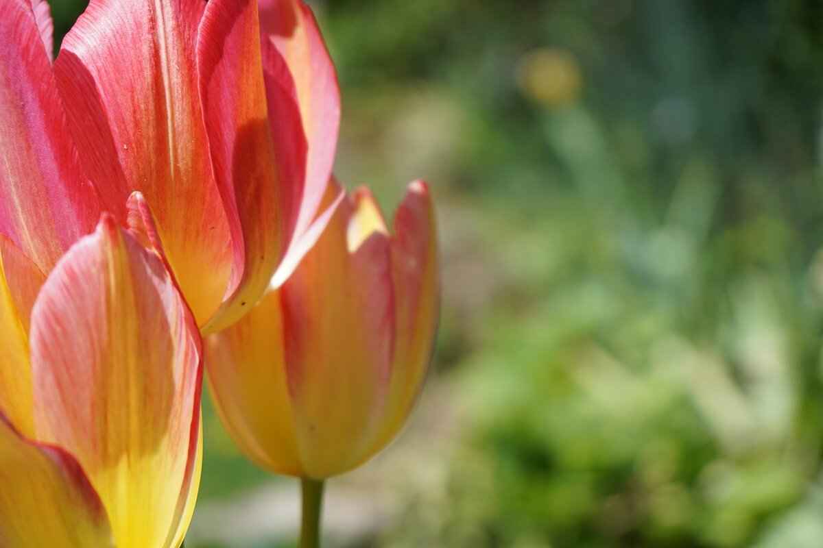 Evolution of Jangmo-o: From Jangmo-o to Kommo-o