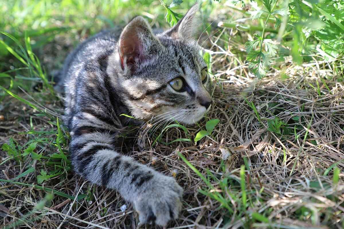 Educational Value of Jet to the Rescue