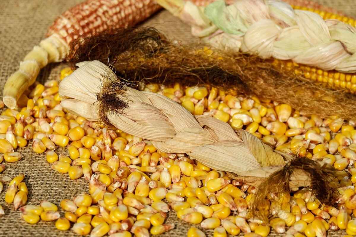 The History of Jimmy Red Corn