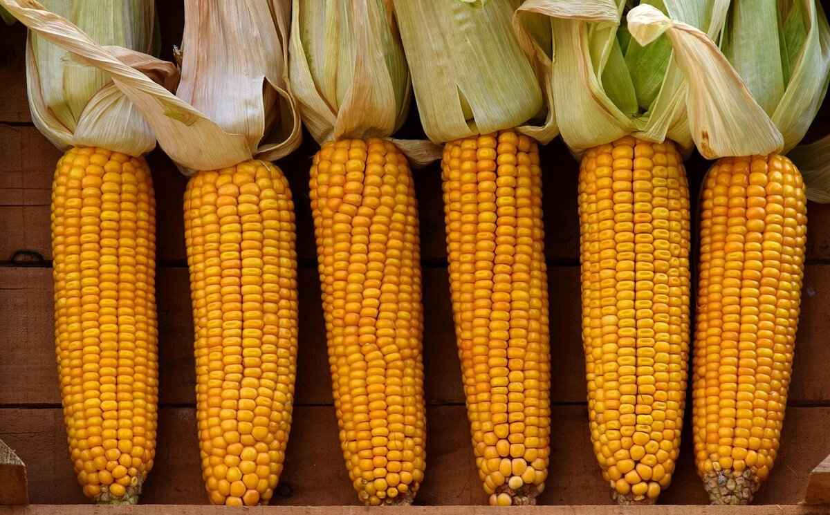 The Cultural Significance of Heirloom Corn Varieties