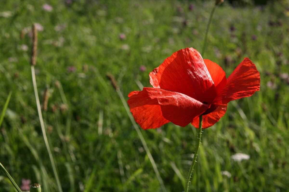 Challenges Facing Jimmy Red Corn Cultivation