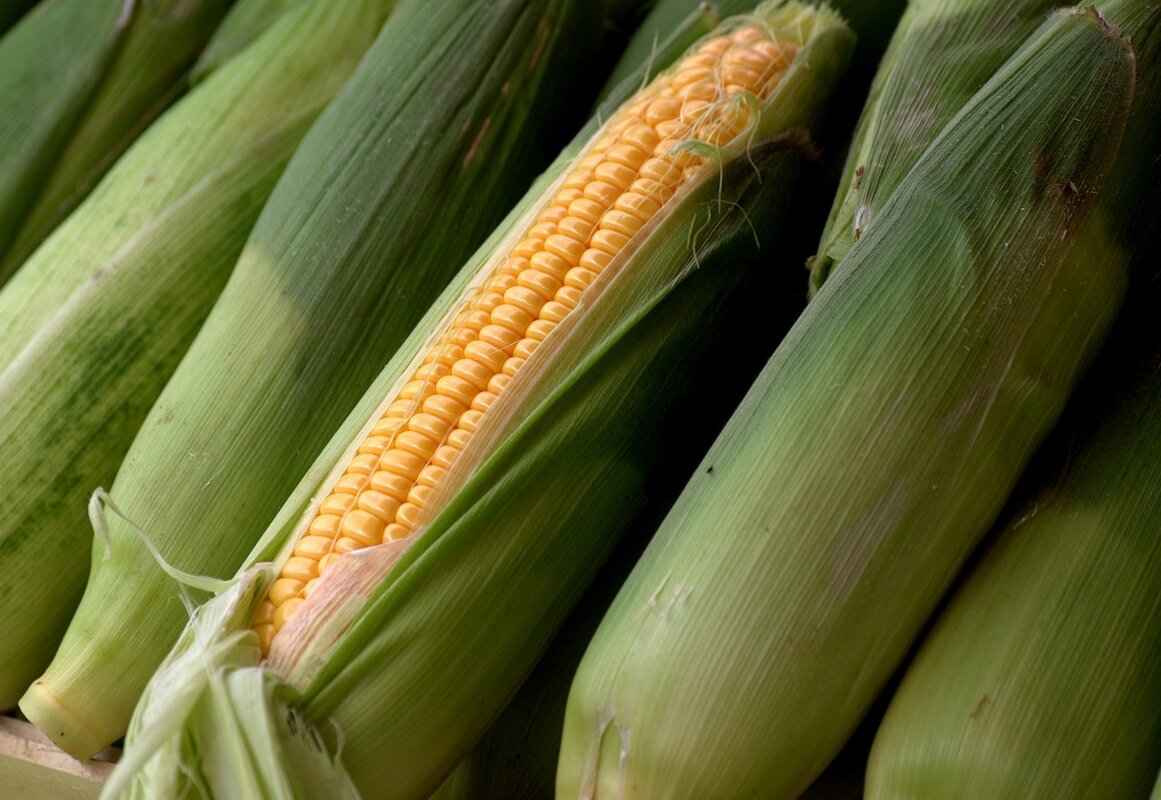 Where to Buy Jimmy Red Corn