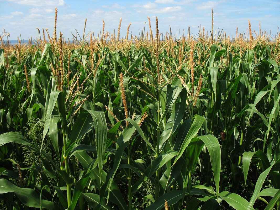 Cultivation Practices for Jimmy Red Corn