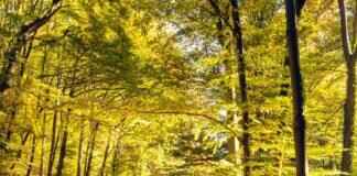 Just Play Sports: Why It’s the Next Big Thing in Active Lifestyles Just Play Sports: Why It’s the Next Big Thing in Active Lifestyles