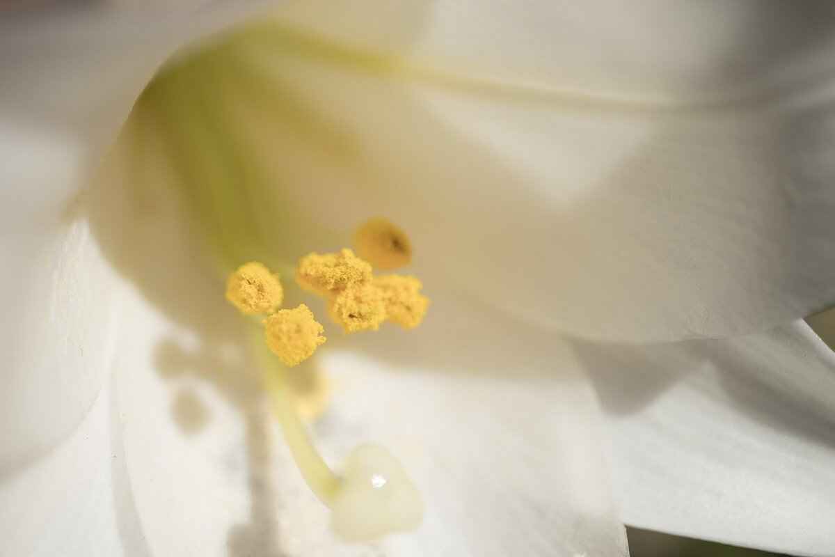 Social Media Presence & Influence