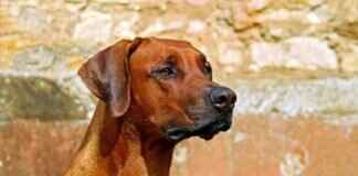 Kibbles and Bits Dog Food – Is It a Good Choice for Your Dog? Kibbles and Bits Dog Food – Is It a Good Choice for Your Dog?