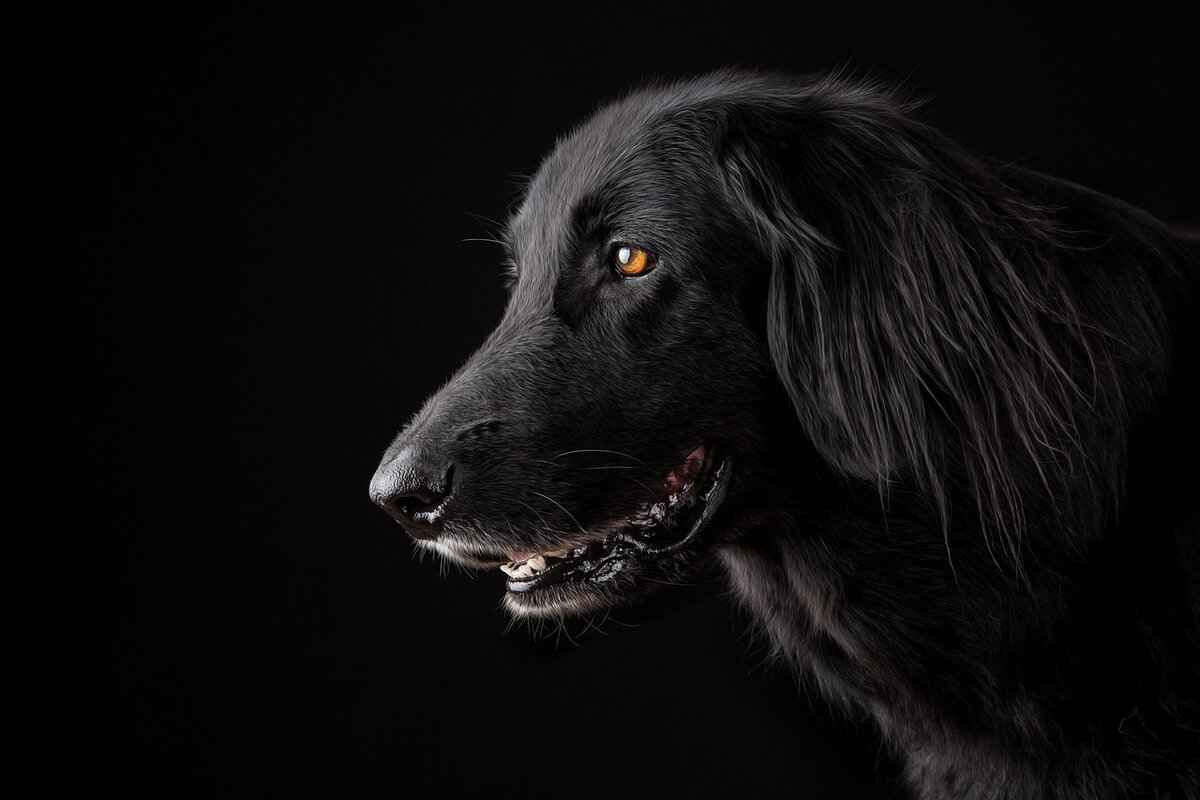Kibbles and Bits Dog Food – Is It a Good Choice for Your Dog? 1 Understanding Kibbles and Bits Dog Food