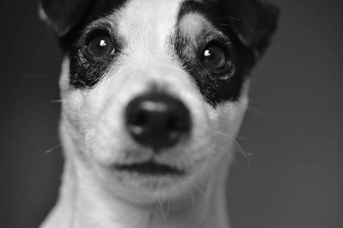 Kibbles and Bits Dog Food – Is It a Good Choice for Your Dog? 7 Conclusion: Making an Informed Decision