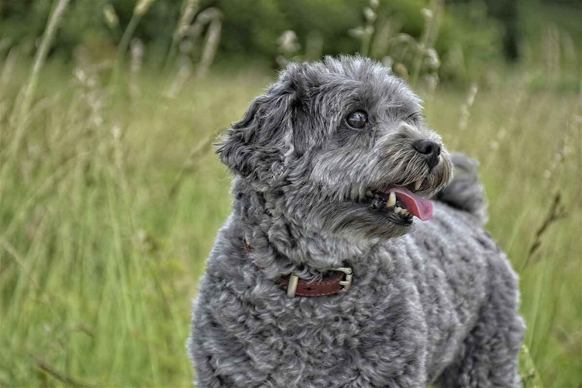 Kibbles and Bits Dog Food – Is It a Good Choice for Your Dog? 3 Nutritional Value of Kibbles and Bits