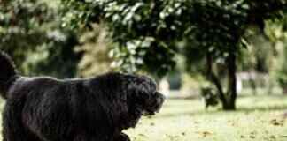 Kibbles & Bits Köpek Maması İncelemesi – İçindekiler, Beslenme ve Daha Fazlası Kibbles & Bits Köpek Maması İncelemesi – İçindekiler, Beslenme ve Daha Fazlası