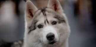 Kibbles N Bits Dog Food – Is It Good for Your Pet? Kibbles N Bits Dog Food – Is It Good for Your Pet?