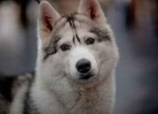 Kibbles N Bits Dog Food – Is It Good for Your Pet? Kibbles N Bits Dog Food – Is It Good for Your Pet?