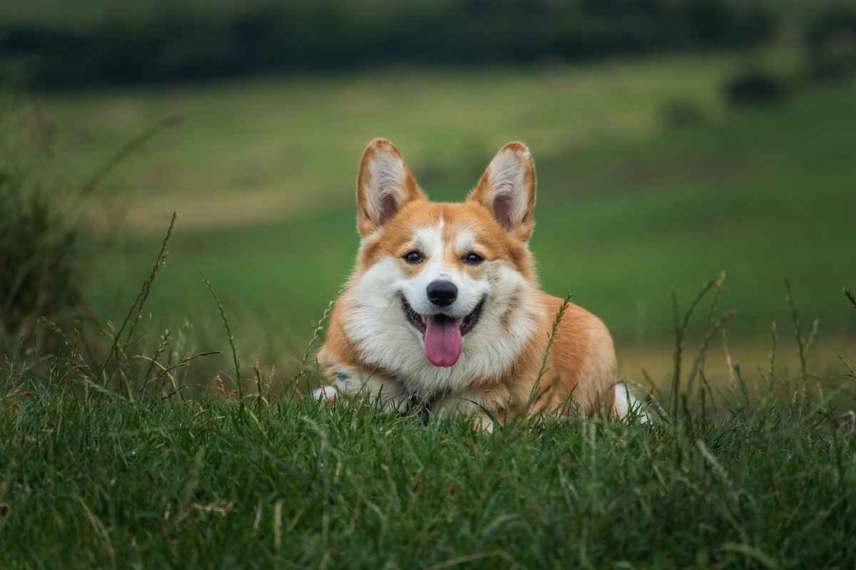 Kibbles N Bits Dog Food – Is It Good for Your Pet? 1 What is Kibbles N Bits Dog Food?