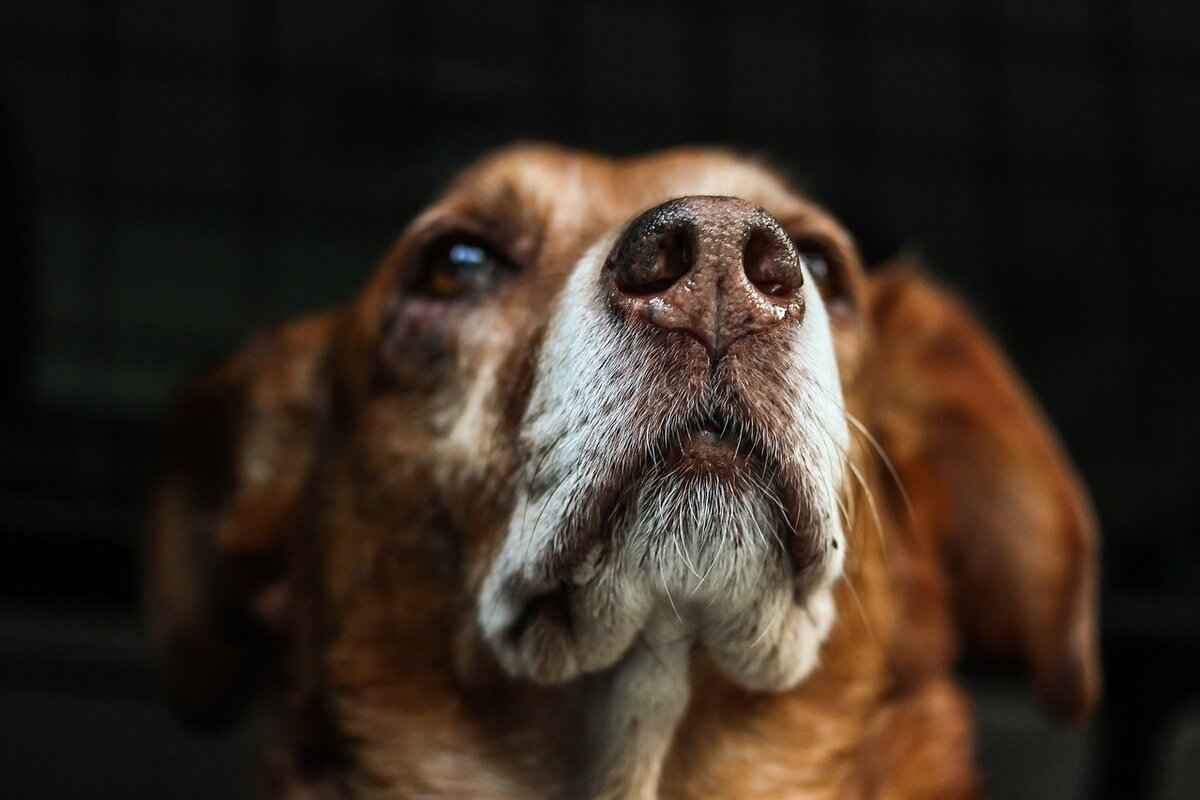 Kibbles N Bits Dog Food – Is It Good for Your Pet? 6 Conclusion: Is Kibbles N Bits Right for Your Dog?