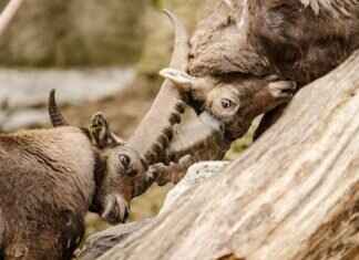 Kingdra Pokémon Battle Tactics, Best Items, and Counters in Pokémon Games Kingdra Pokémon Battle Tactics, Best Items, and Counters in Pokémon Games