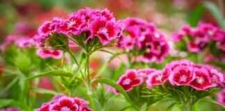 Kirstentoosweet – Kirsten Too Sweet: The Social Media Star Who Took Over OnlyFans & Onlyfans Leaks Kirstentoosweet – Kirsten Too Sweet: The Social Media Star Who Took Over OnlyFans & Onlyfans Leaks