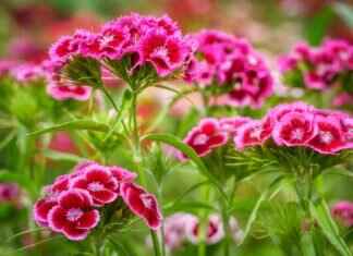 Kirstentoosweet – Kirsten Too Sweet: The Social Media Star Who Took Over OnlyFans & Onlyfans Leaks Kirstentoosweet – Kirsten Too Sweet: The Social Media Star Who Took Over OnlyFans & Onlyfans Leaks