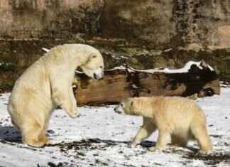 Komala Pokémon: Best Moveset, Strengths, and Competitive Play Tips Komala Pokémon: Best Moveset, Strengths, and Competitive Play Tips