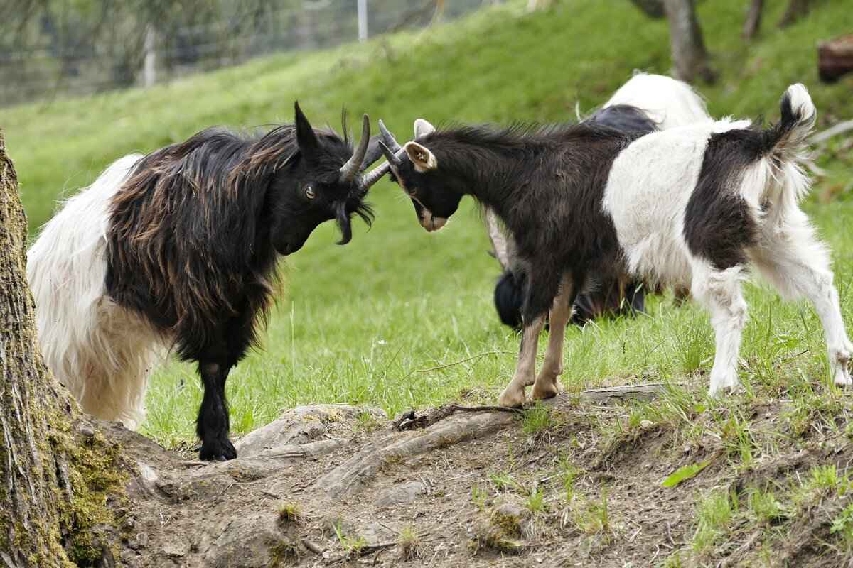 Kricketot Pokémon Features, Abilities, Strengths, Weaknesses, and Best Battle Strategies 3 Strengths and Weaknesses of Kricketot