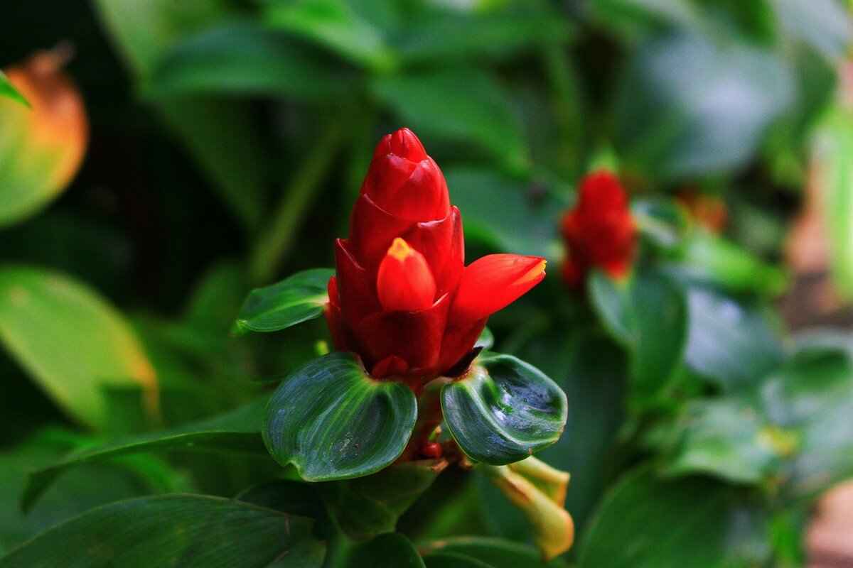 Krokorok Pokémon: Best Moveset, Strengths, and Evolution Tips 4 Evolution Tips for Krokorok