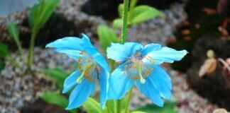 Kushikatsu: Osaka’s Deep-Fried Skewer Tradition Kushikatsu: Osaka’s Deep-Fried Skewer Tradition