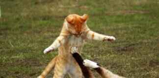 Landorus Pokémon: Evolution, Best Moves, and Competitive Battle Tips Landorus Pokémon: Evolution, Best Moves, and Competitive Battle Tips