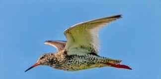 Lechonk Pokémon: Evolution, Best Moveset, and Battle Strategies Lechonk Pokémon: Evolution, Best Moveset, and Battle Strategies