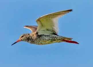 Lechonk Pokémon: Evolution, Best Moveset, and Battle Strategies Lechonk Pokémon: Evolution, Best Moveset, and Battle Strategies