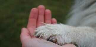 Let’s Dive In! – Zuma’s Best Water Rescues in Paw Patrol Let’s Dive In! – Zuma’s Best Water Rescues in Paw Patrol