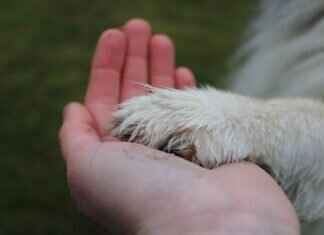 Let’s Dive In! – Zuma’s Best Water Rescues in Paw Patrol Let’s Dive In! – Zuma’s Best Water Rescues in Paw Patrol