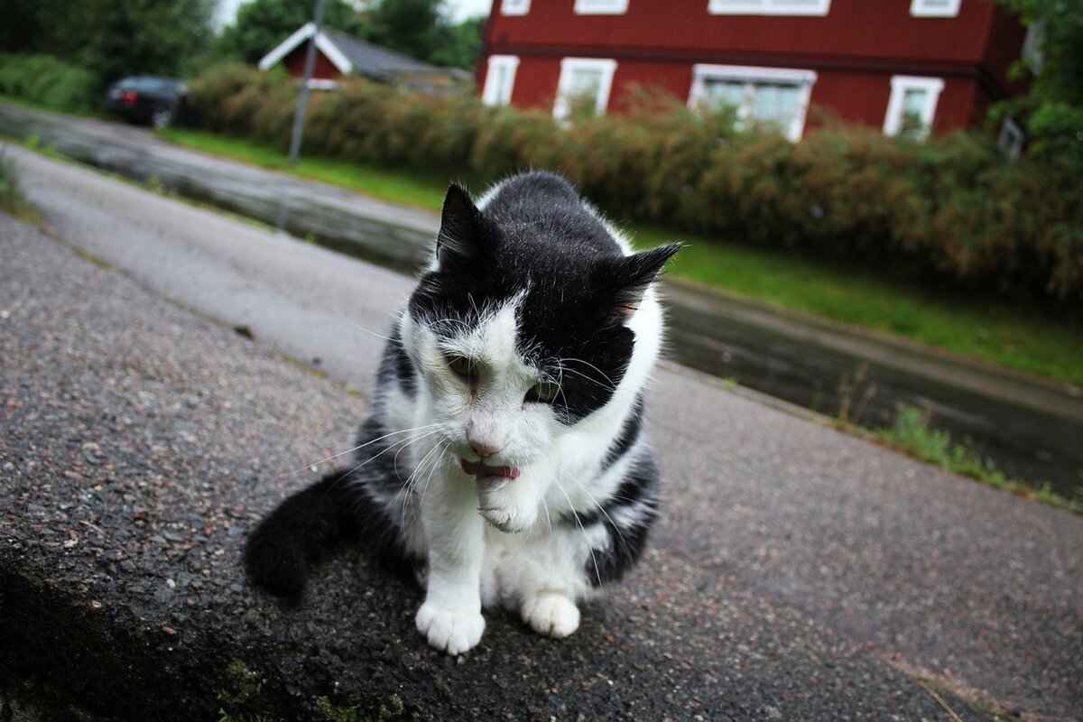 Why Is Zuma a Fan Favorite?