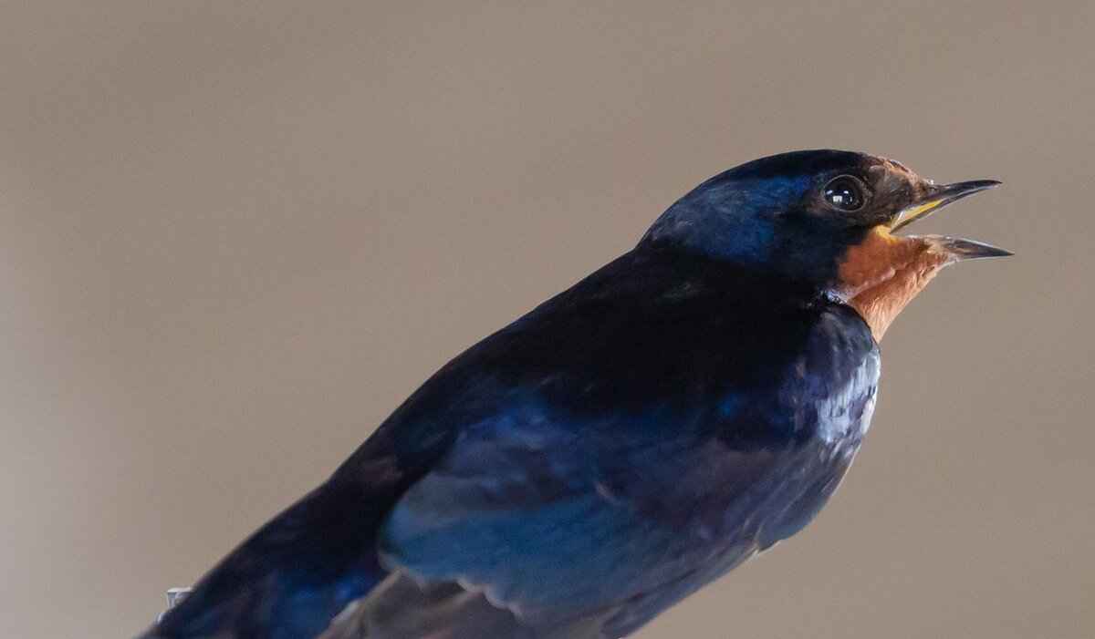 The Future of Levi Martin