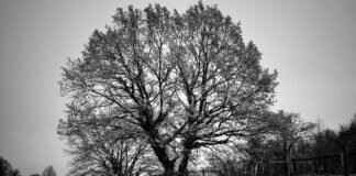 Lewis Black Net Worth: How the Comedian Built His Fortune Lewis Black Net Worth: How the Comedian Built His Fortune