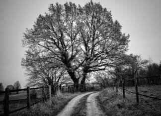 Lewis Black Net Worth: How the Comedian Built His Fortune Lewis Black Net Worth: How the Comedian Built His Fortune