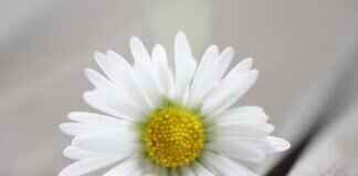 Lillienu: Exploring the Origins and Meaning of This Unique Name Lillienu: Exploring the Origins and Meaning of This Unique Name