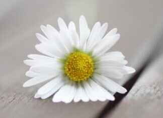 Lillienu: Exploring the Origins and Meaning of This Unique Name Lillienu: Exploring the Origins and Meaning of This Unique Name