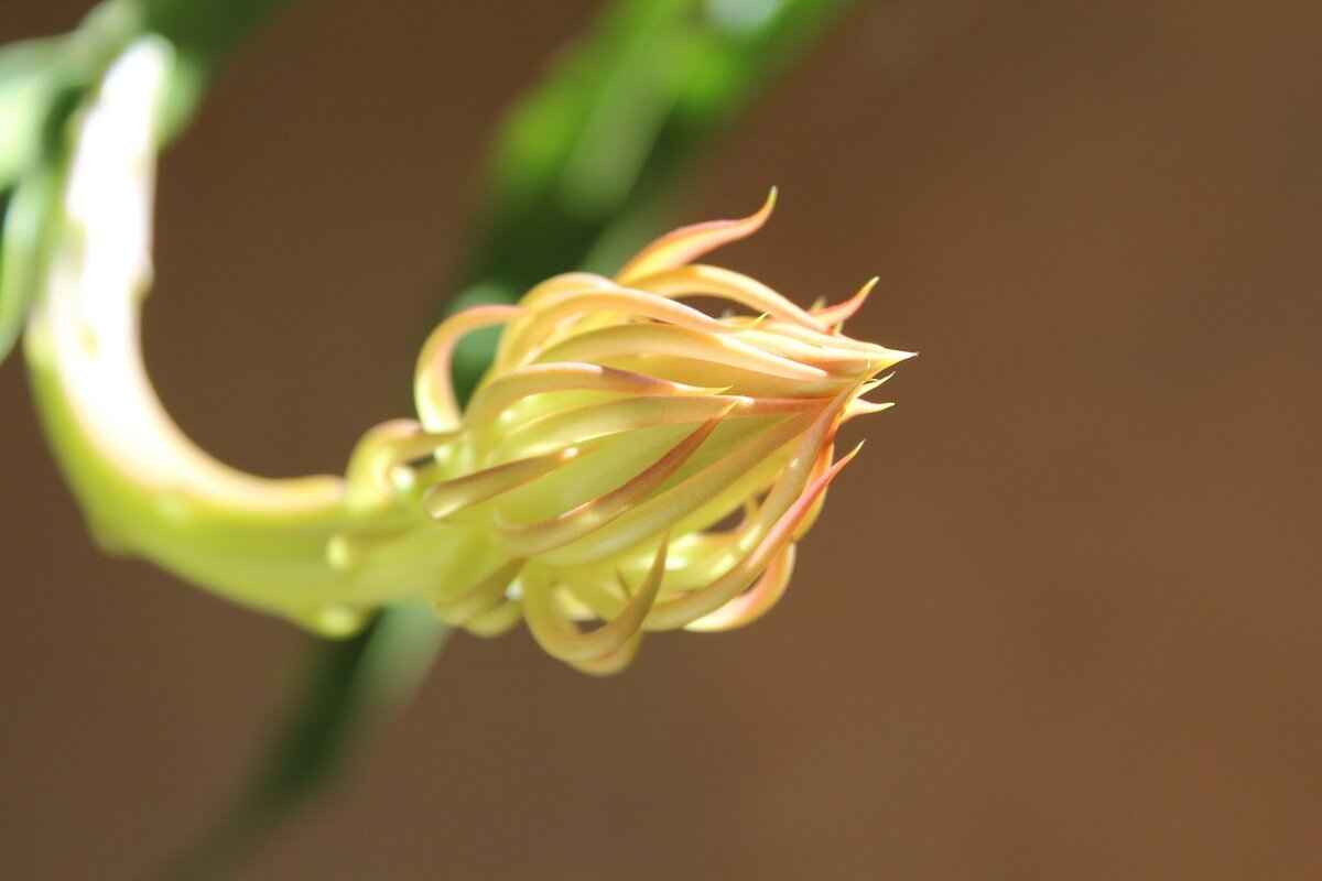 Famous Personalities Named Lillienu