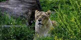 Lion Helmet: Best Designs for Sports & Cosplay Lion Helmet: Best Designs for Sports & Cosplay