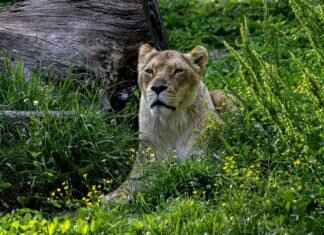 Lion Helmet: Best Designs for Sports & Cosplay Lion Helmet: Best Designs for Sports & Cosplay