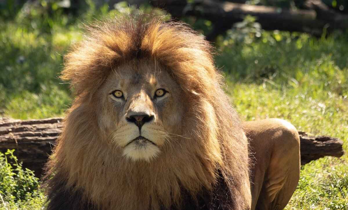 Lion Helmet: Best Designs for Sports & Cosplay 6 Where to Buy Quality Lion Helmets